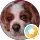 Darren Reynolds profile picture
